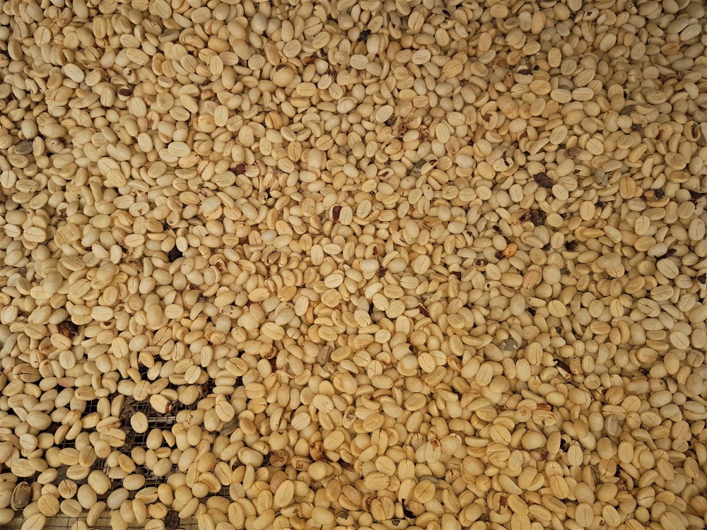 Unroasted coffee beans at the El Trapiche farm