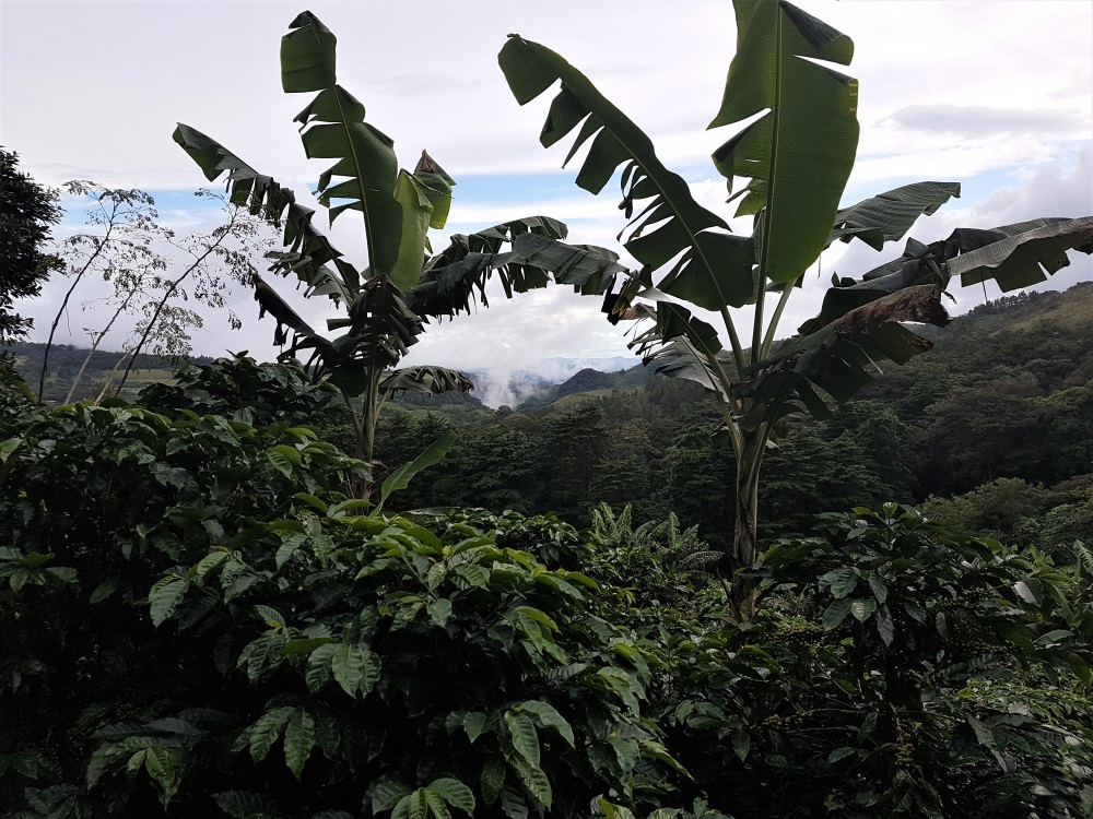 View over Monteverde's cloud forest from the El Trapiche coffee farm