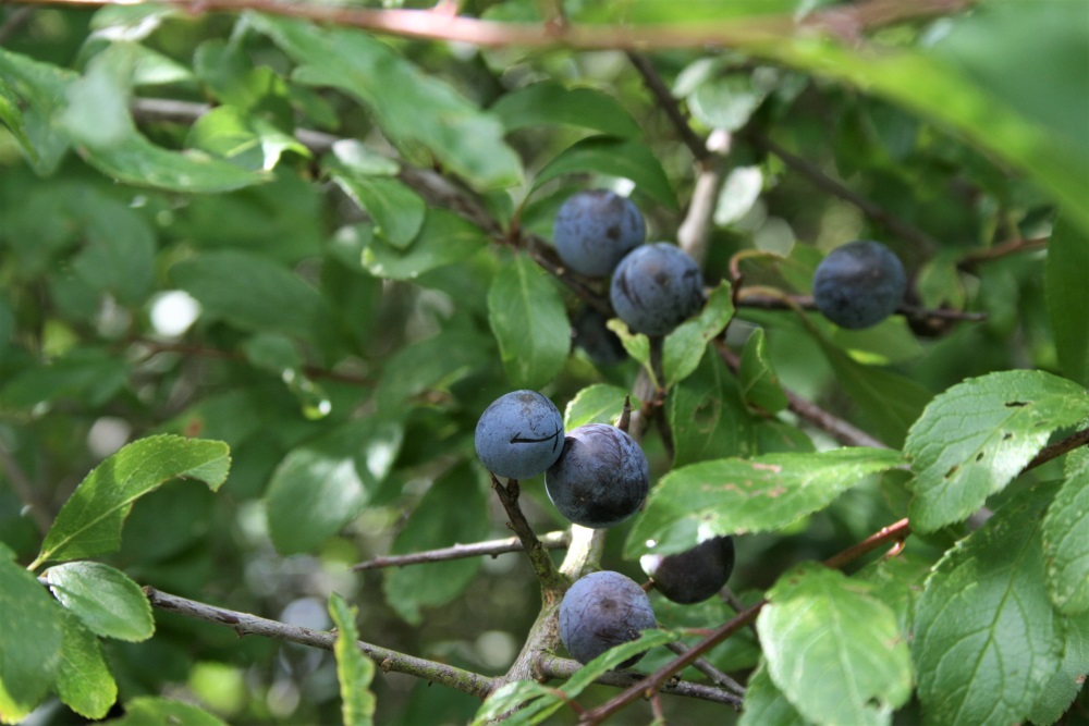 Wild blueberries at the Lee Valley Country Park