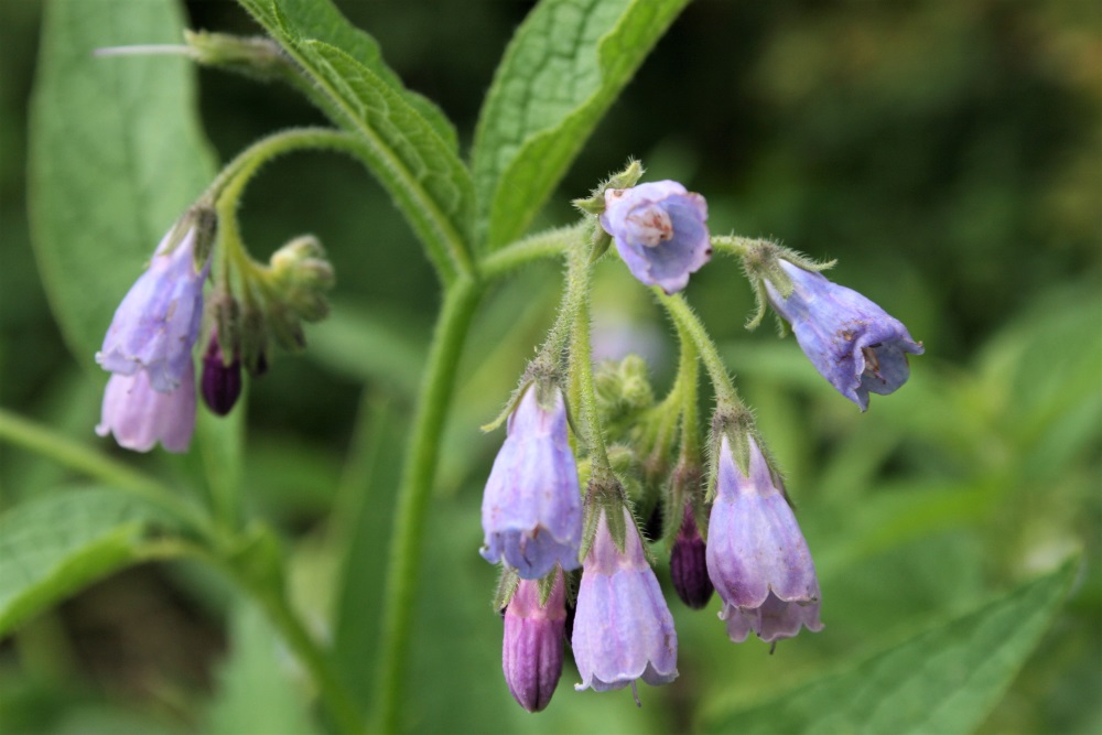 Lilac flowers in the Lee Valley Country Park