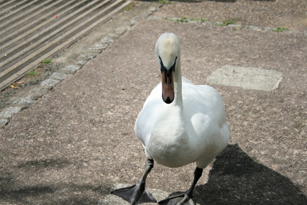 A swan at the Lee Valley Country Park