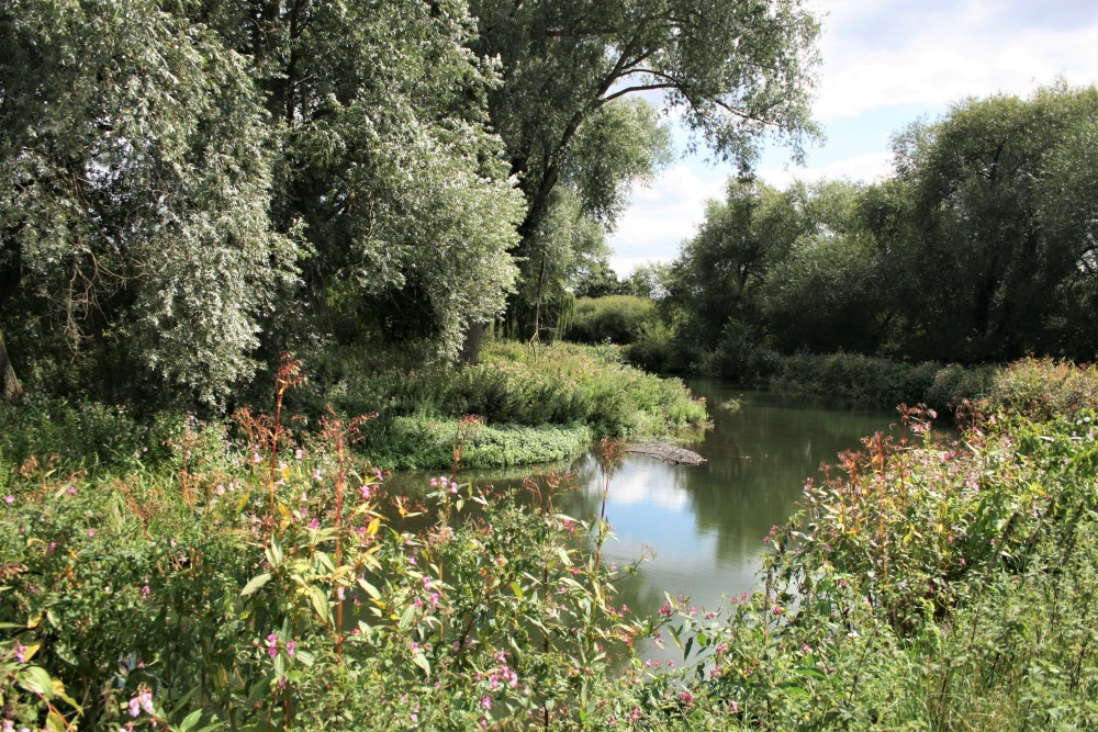 The tree-lined river walk at the Lee Valley Country Park