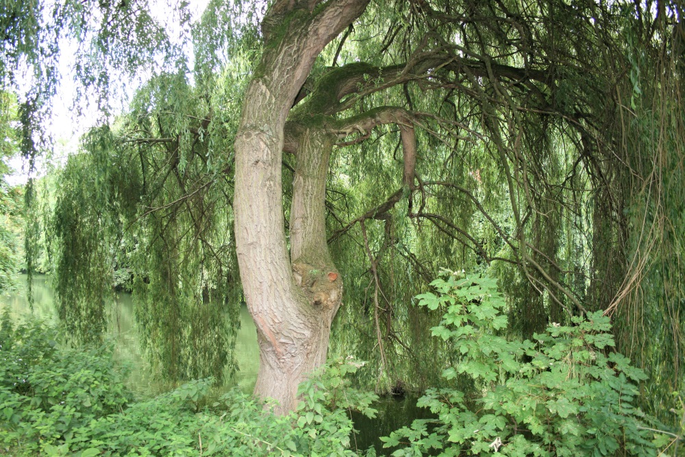 Willow trees in the Lee Valley Country Park