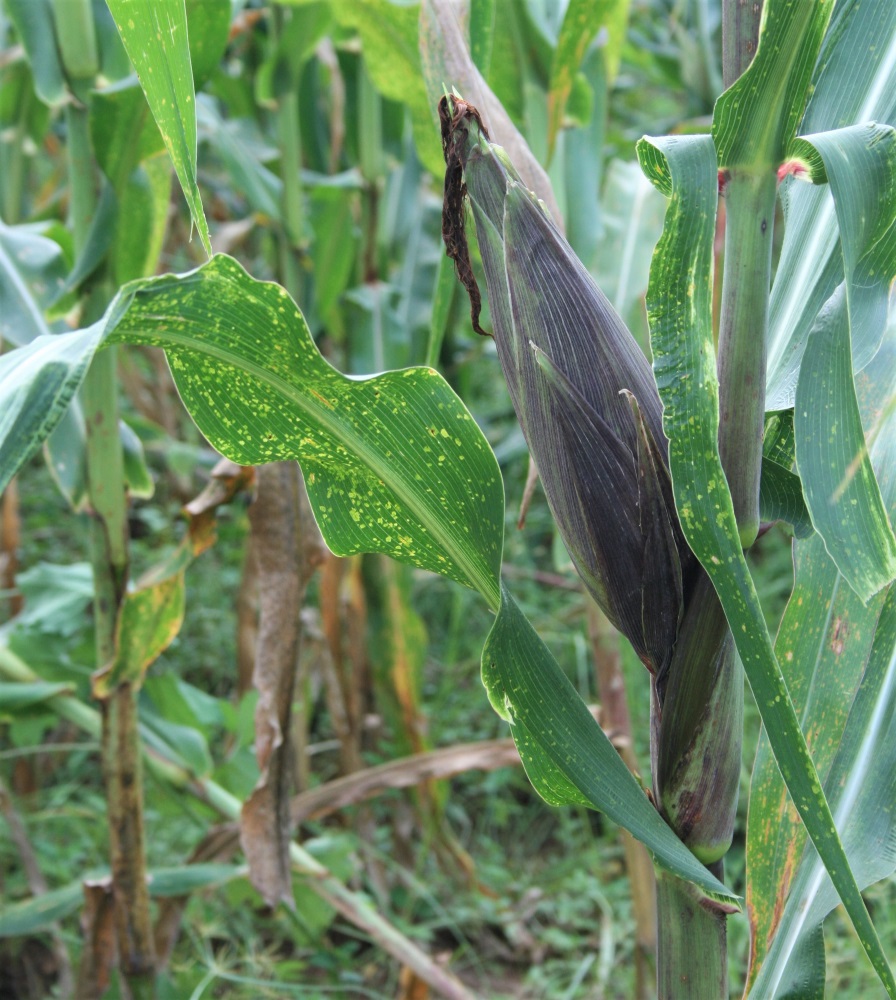 A husk of corn growing in a field near Vinales in Cuba