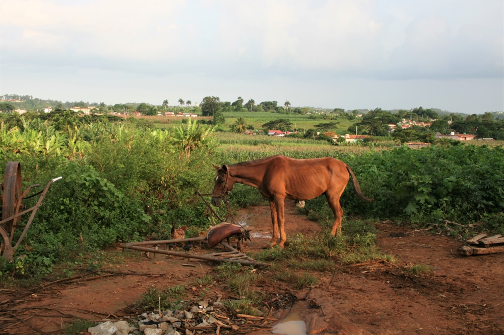 A horse in a field outside Vinales in Cuba