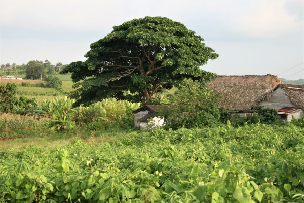 A farmhouse outside Vinales in Cuba
