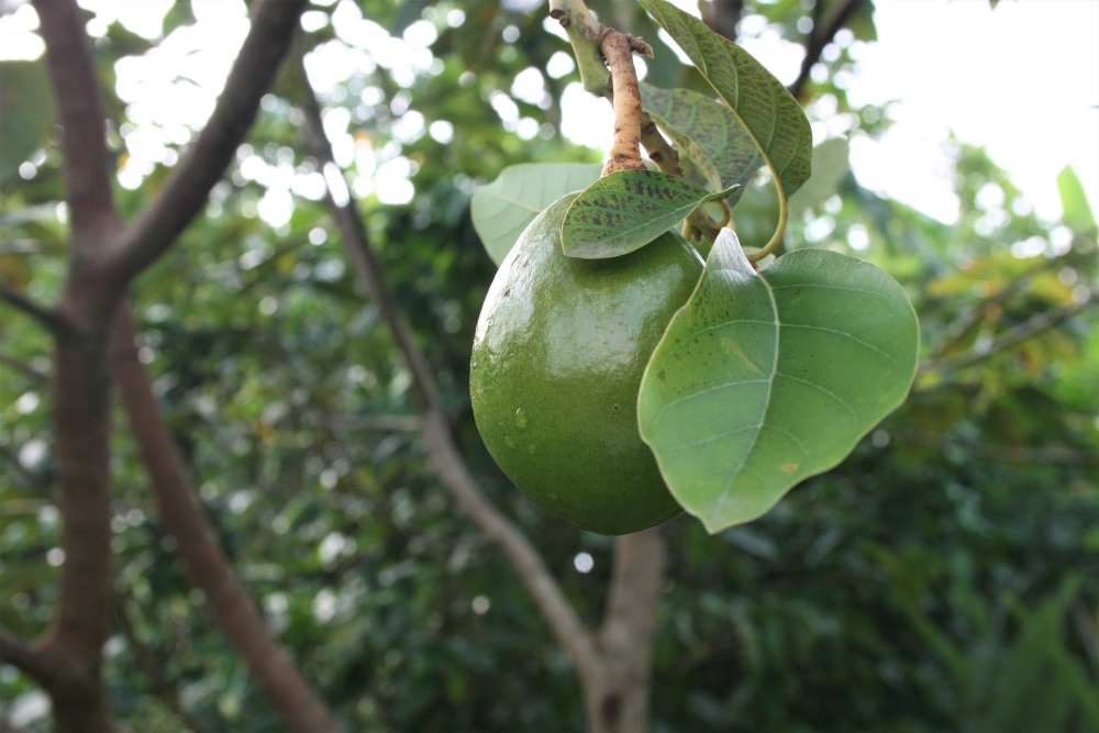 A lime grows on a tree on a farm outside Vinales in Cuba