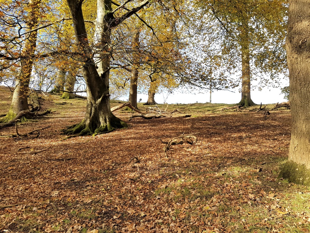 Deer just visible on top of a hill in the Deer Park at Dinefwr