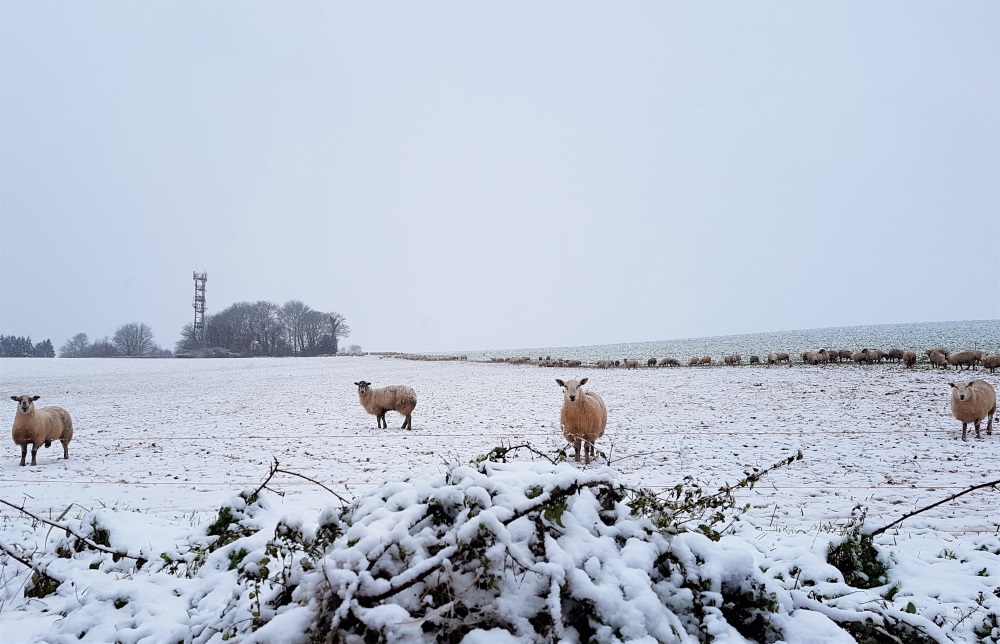 Sheep in a snowy field just outside Cardiff