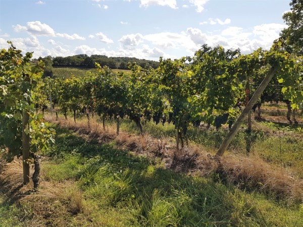 Grapes growing on the vines at Aydie in the Madiran wine region
