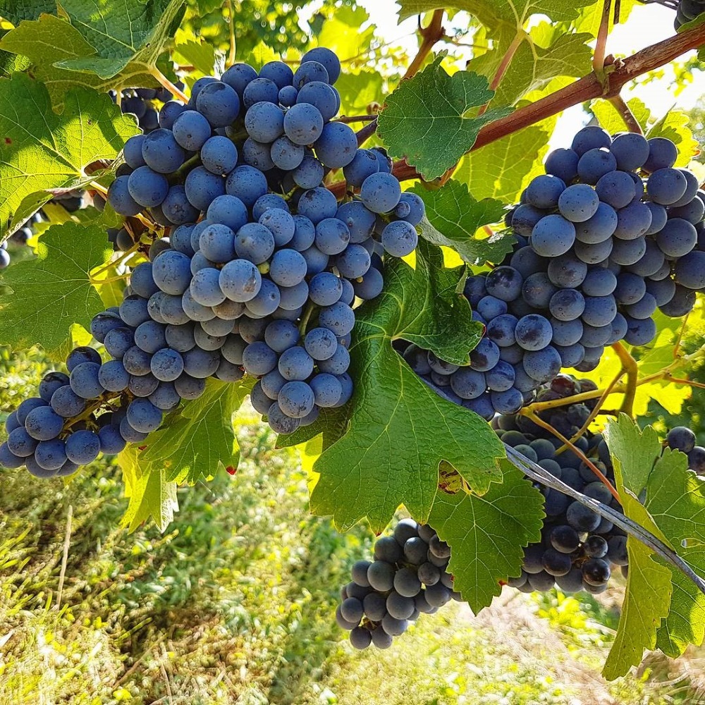 Grapes growing on the vine at Aydie on the Madiran route du vin