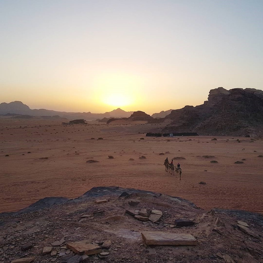 Three camels set off into the desert in Wadi Rum at sunset