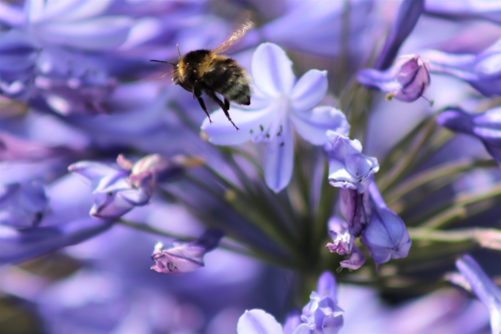 Bee flies among blue flowers at Dyffryn Gardens