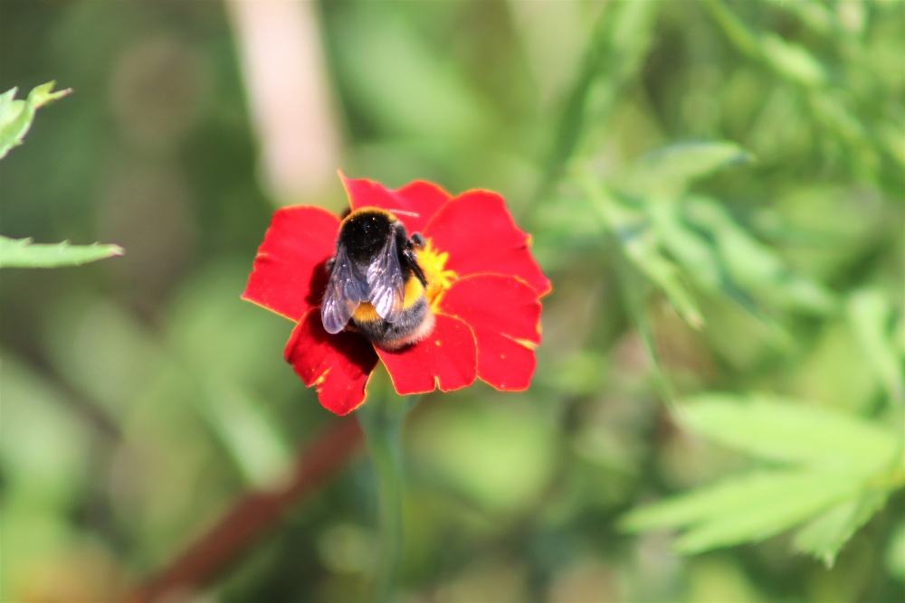 Bee on a red flower at Dyffryn Gardens