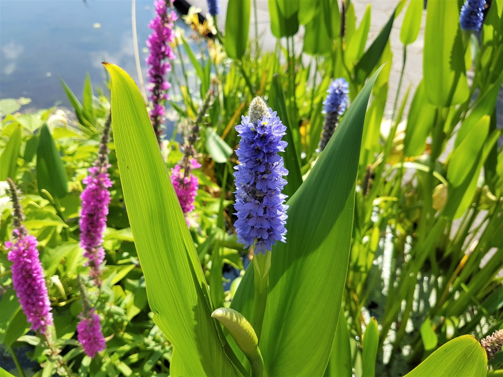 Blue flowers near the lily pond in the Italian Gardens at Dyffryn Gardens