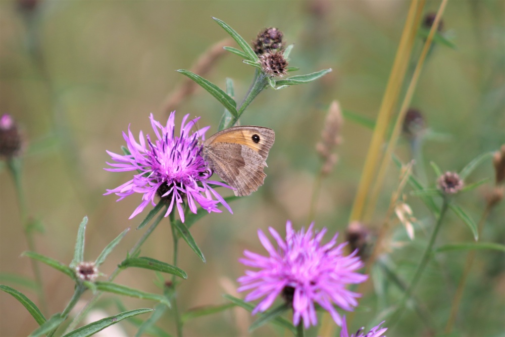 Butterfly on a purple flower at Dyffryn Gardens