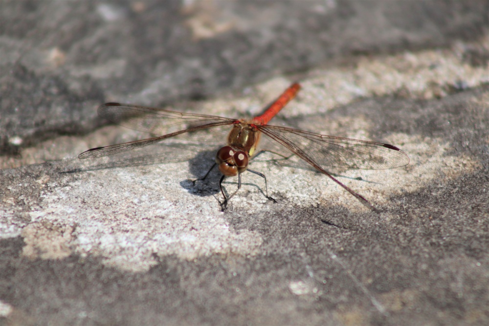 Dragonfly on the pavement at Dyffryn Gardens