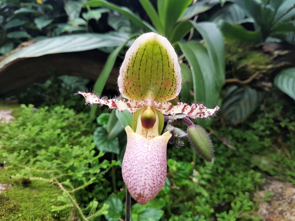 One of the many weird and wonderful flowers at Kew Gardens