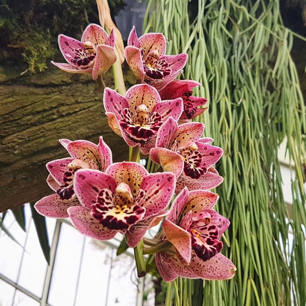 Orchids inside the Princess of Wales Conservatory at Kew Gardens
