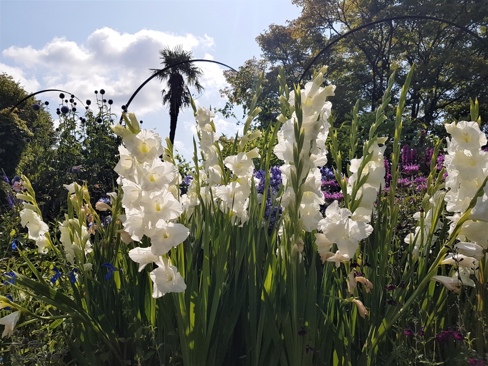 White gladioli at Dyffryn Gardens