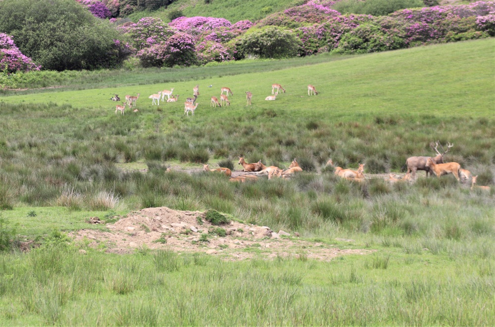 A herd of deer lounging in the grass in the foothill of Margam Park