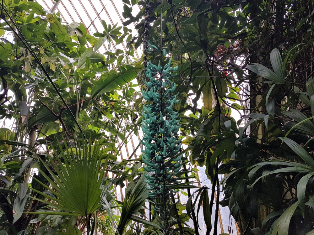 The jade vine inside the Palm House at Kew Gardens