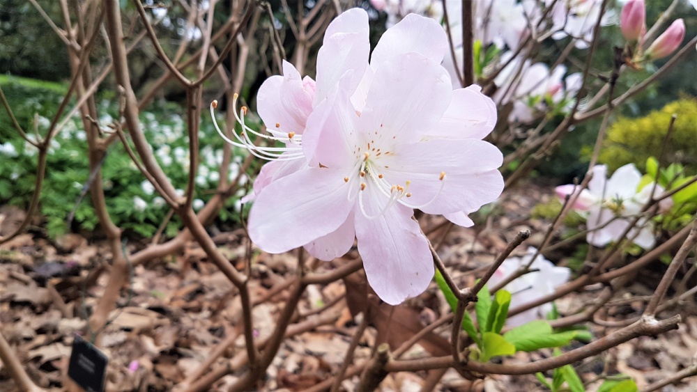 One of the many flowers at Kew Gardens