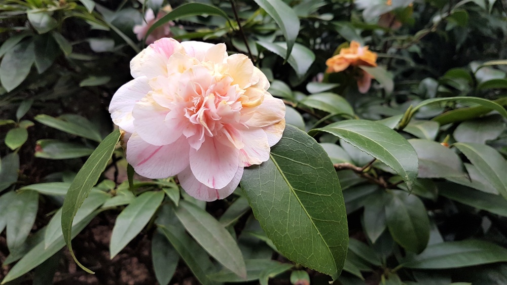 Rhododendron in flower at Kew Gardens