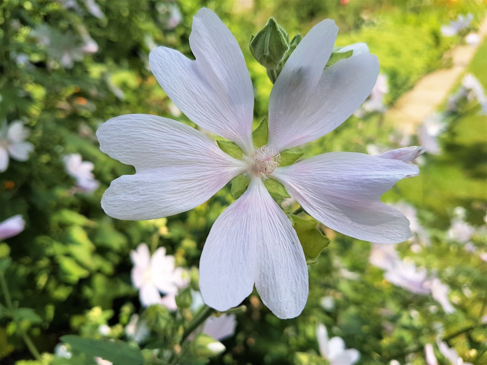 White flower at Dyffryn Gardens