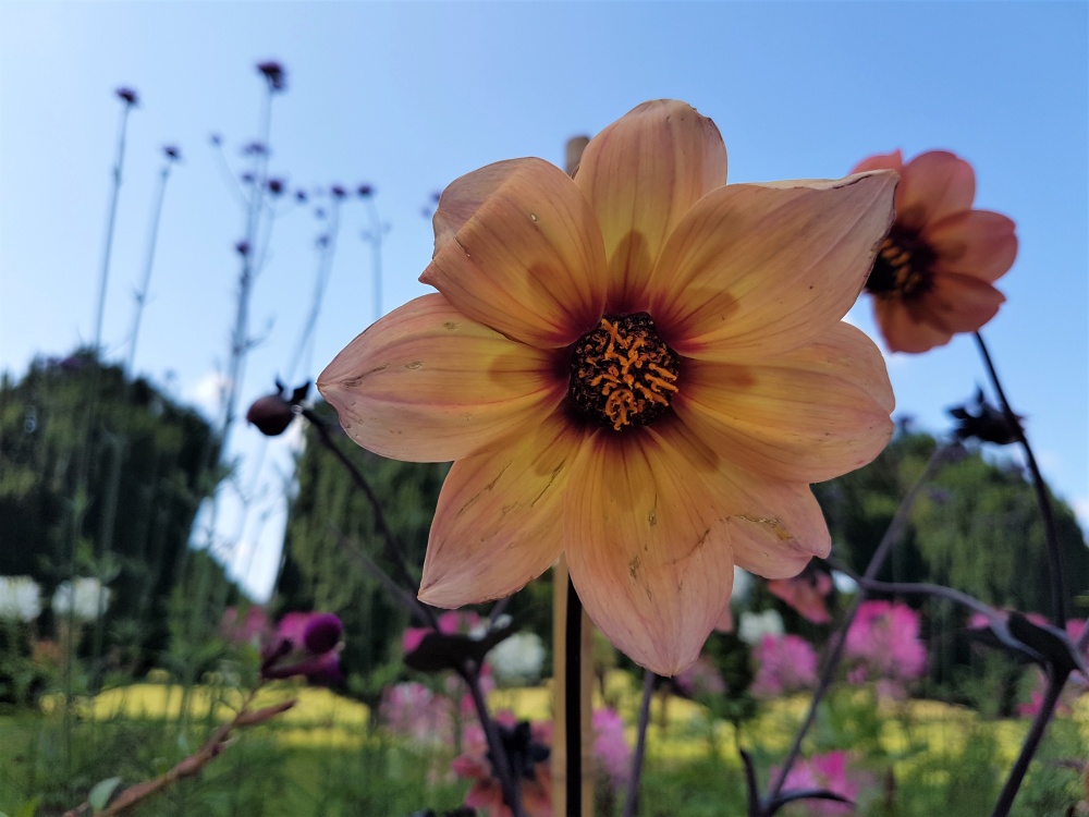 Yellow-orange flower at Dyffryn Gardens