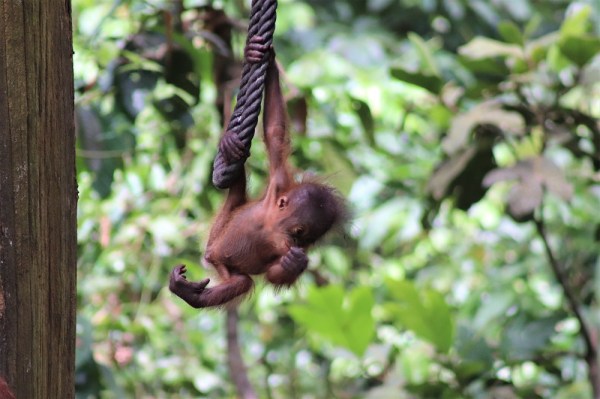 A baby orangutan hangs from a rope in Sepilok, Borneo