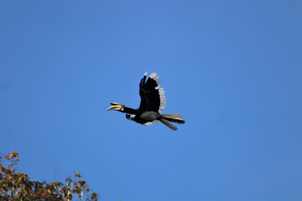 A hornbill flying over the Kinabatangan River in Borneo