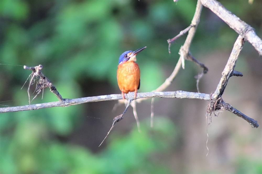 A kingfisher sits on a branch over the Kinabatangan River in Borneo