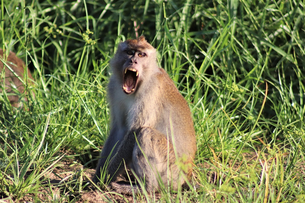 A macaque bares his teeth on the banks of the Kinabatangan River in Borneo