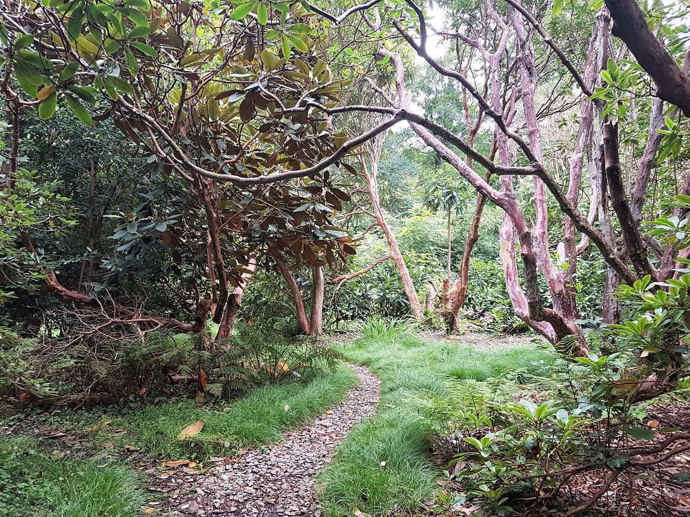 A trail through the woods at Plas Newydd
