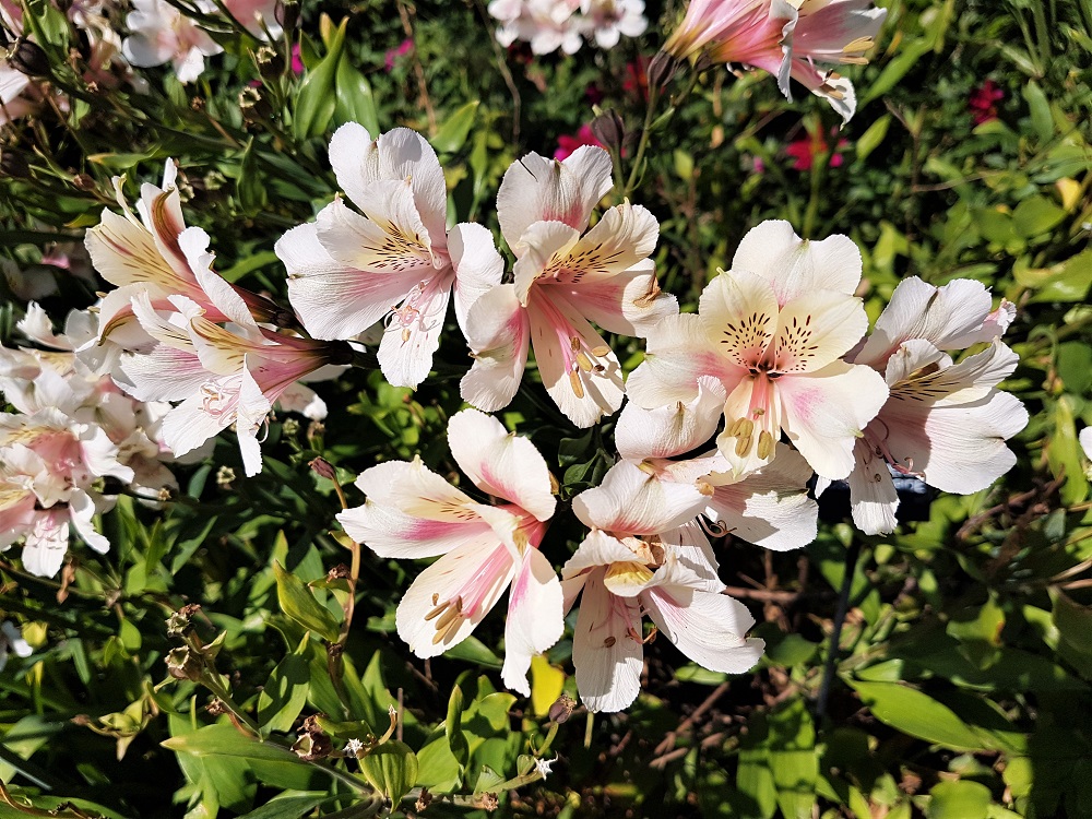 Pale pink flowers on the terraces at Powis Castle's garden