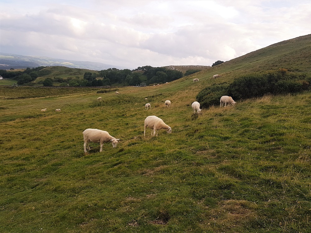 Sheep graze near the summit of the Great Orme in north Wales