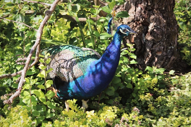 A peacock in the formal garden at Powis Castle