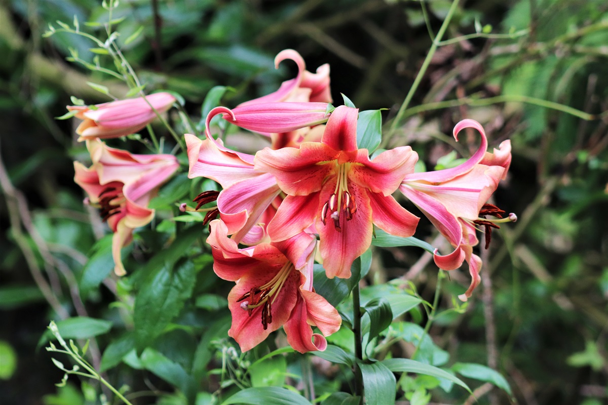 Pink flowers at Dyffryn Gardens