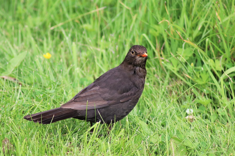 Blackbird at Dyffryn Gardens
