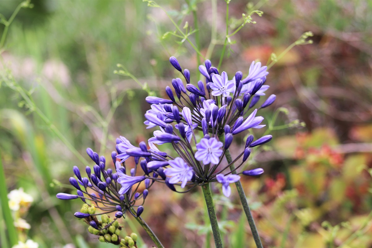 Blue flowers at Dyffryn Gardens