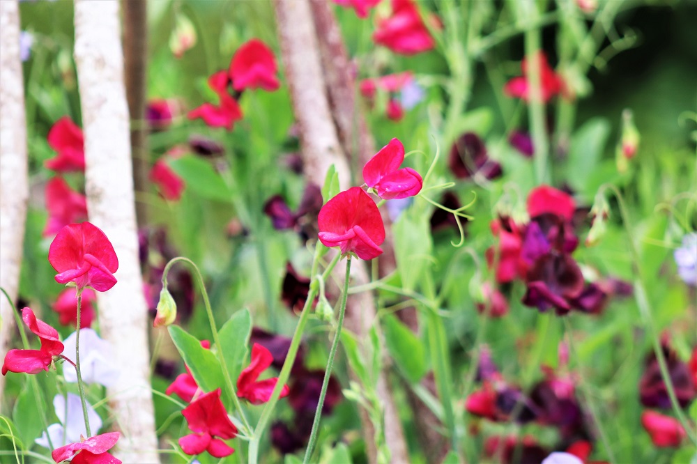 Dark pink flowers at Dyffryn Gardens