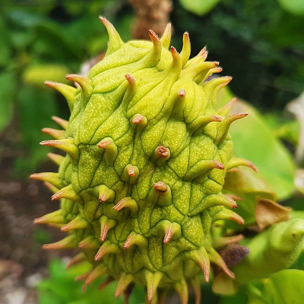 An unusual green plant at Dyffryn Gardens