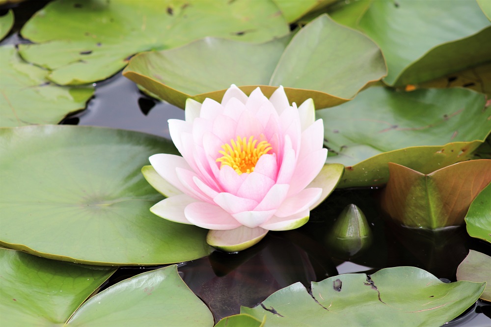 Pale pink water lily at Dyffryn Gardens
