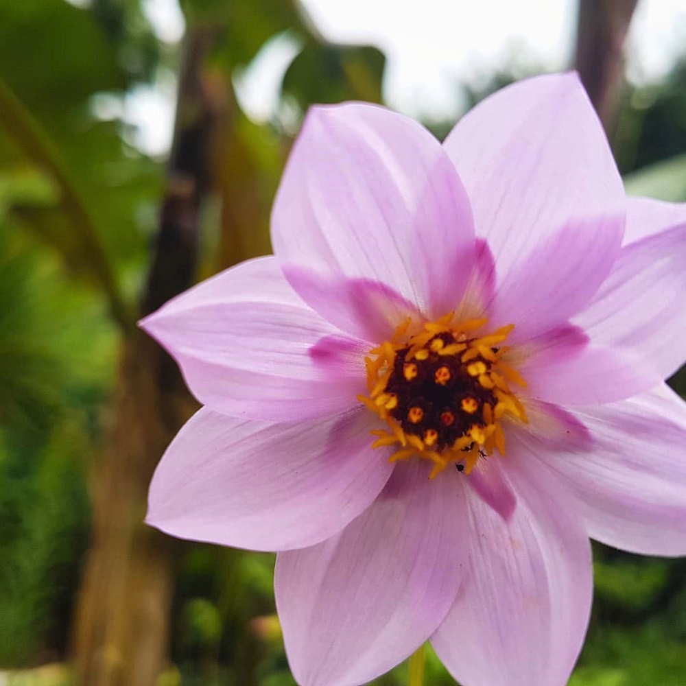A lilac flower at Dyffryn Gardens