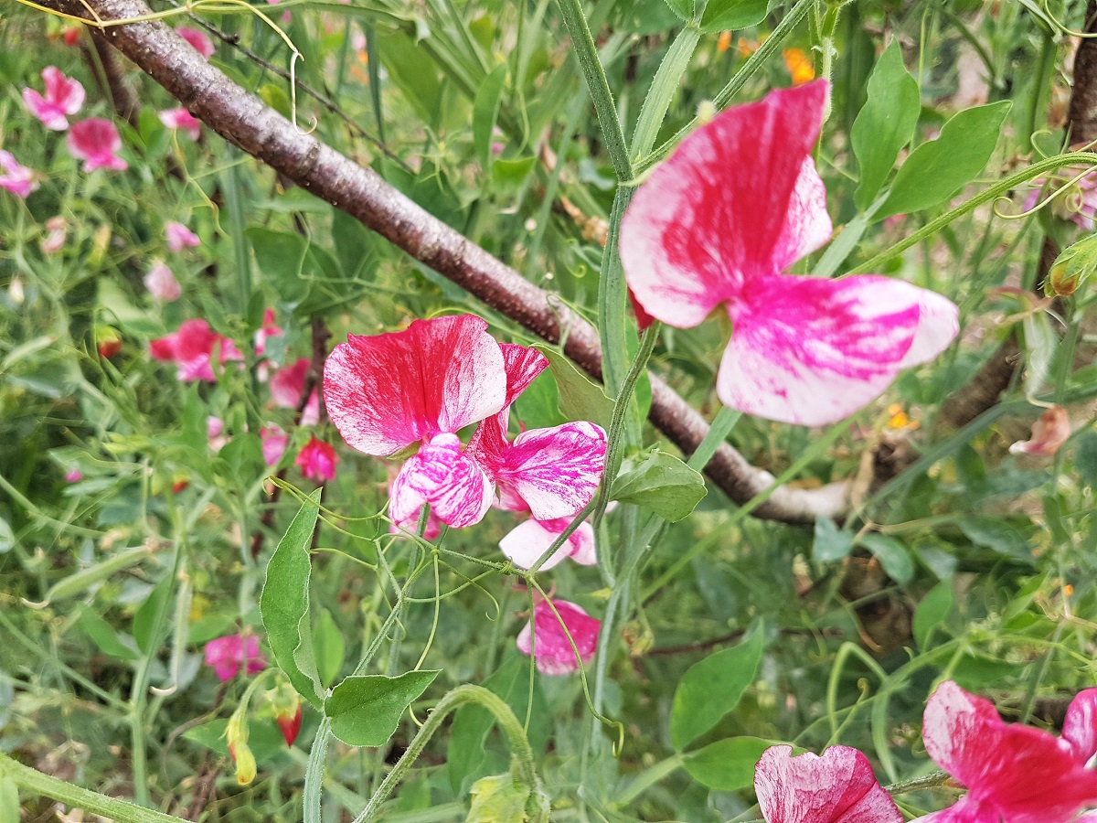 Pink sweet peas at Dyffryn Gardens