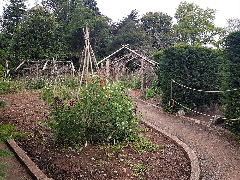 Sweet pea garden at Dyffryn Gardens