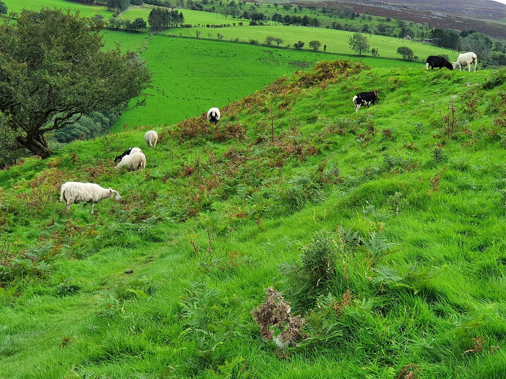 Sheep on the limestone crag at Carreg Cennen