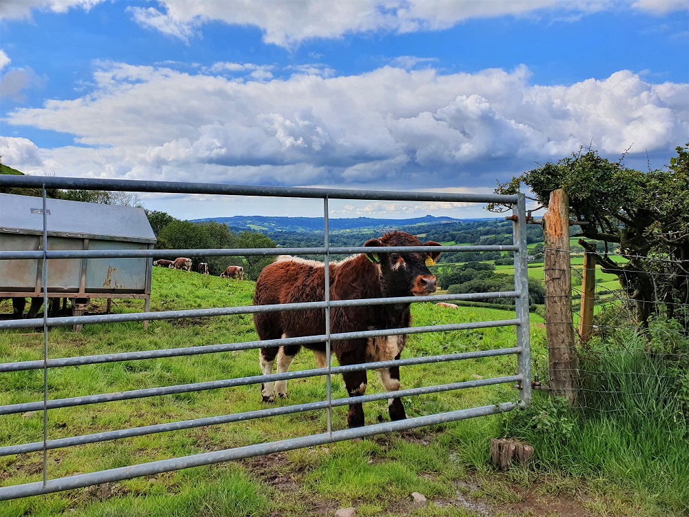 Young bull at Castell Farm
