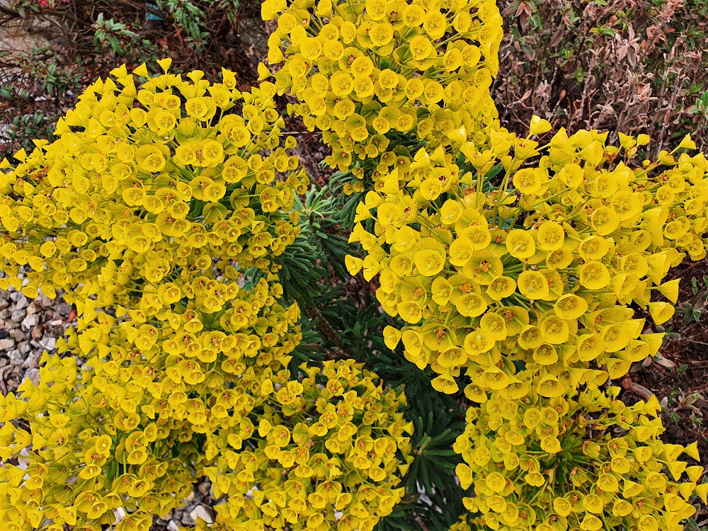 Yellow flowers in the boulder garden